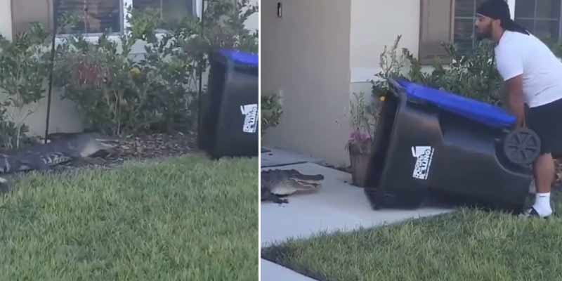 Atrapa un caimán usando un cubo de basura