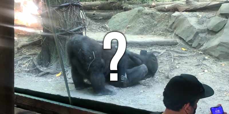 Dos gorilas protagonizan una tórrida escena en un zoológido