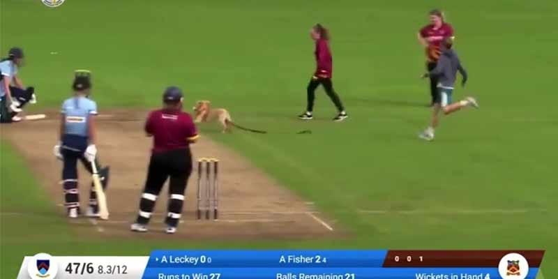 Un perro se hace protagonista de un partido de críquet femenino (Buen rollo)