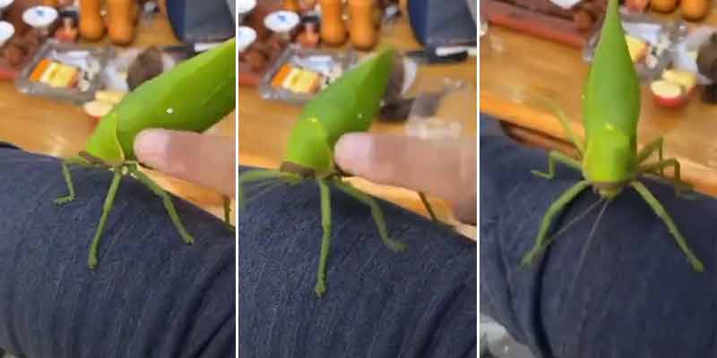 Este insecto imita el sonido de un pájaro
