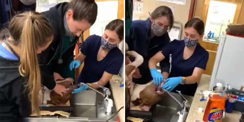 Esta técnica usa una veterinaria para extraer una pelota a un perro que se está ahogando con ella