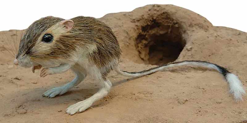 La rata canguro del desierto y su fulminante patada voladora