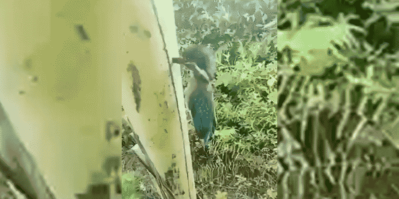 Ayudando a un martín pescador que se ha quedado clavado en un árbol