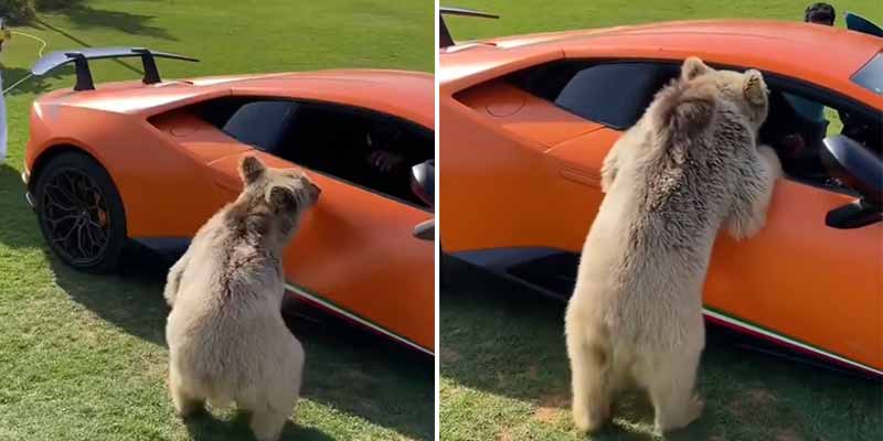 Deja que el oso se acerque al Lamborghini ¿qué podía salir mal?