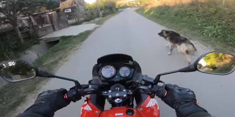 Un perro y un gato se ponen de acuerdo para tirar a un motorista