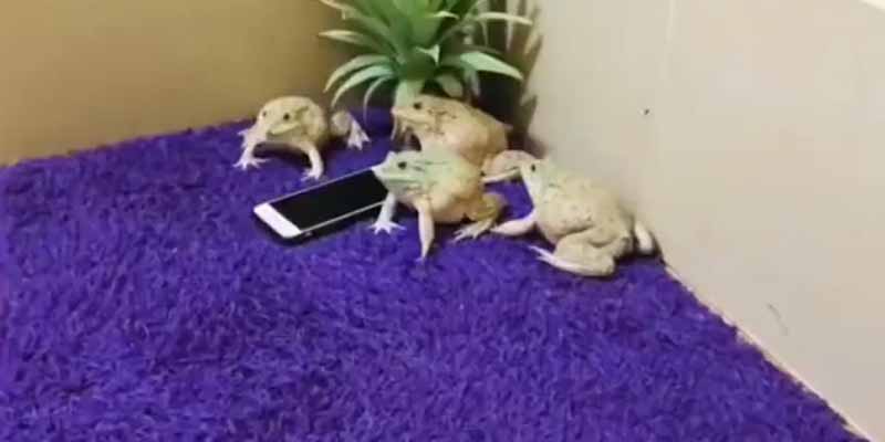 Cuando las ranas agresivas te roban el móvil
