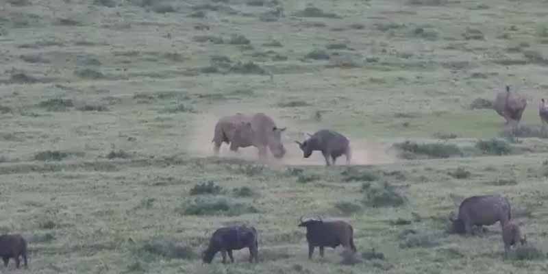 Rinoceronte Vs Búfalo africano