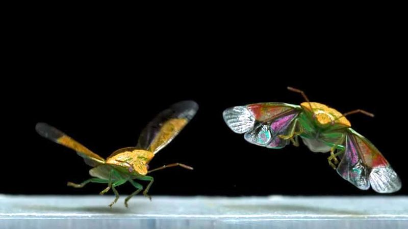 El vuelo de insectos grabado a 3.200 fps