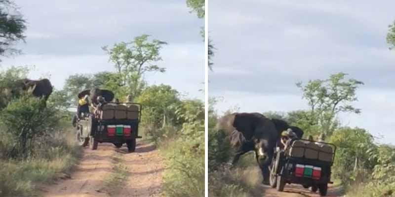 Un elefante ataca a un vehículo turístico en una reserva en Sudráfica