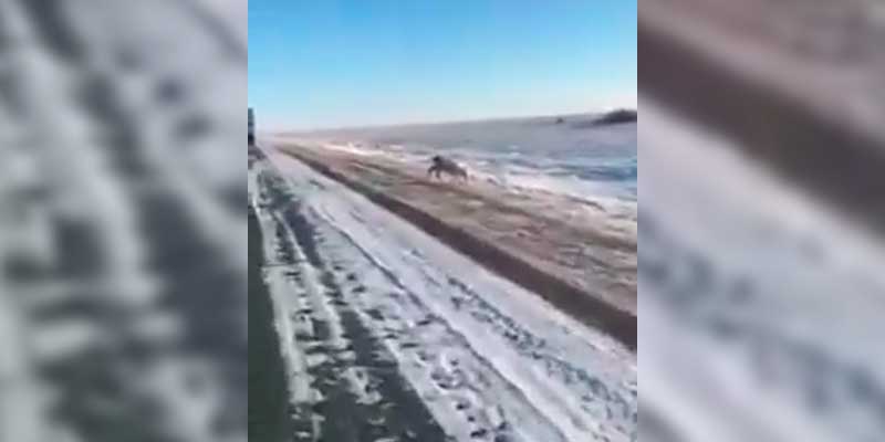 Encuentras un ciervo congelado (vivo!) a -56ºC en Kazajistán