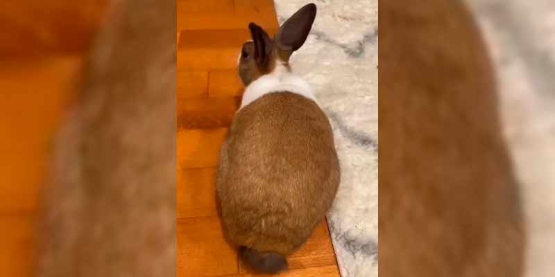 Los conejos esconden una gran cola