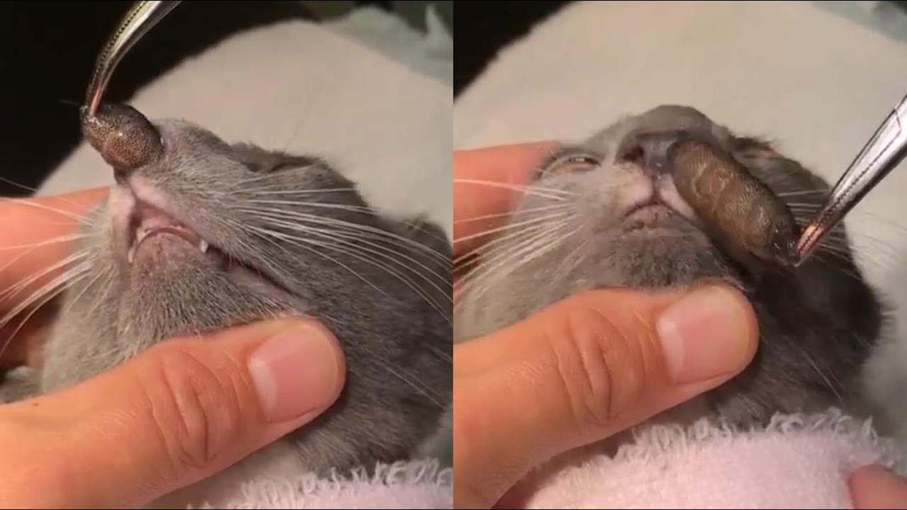 Extrayendo una larva de la nariz de un gato
