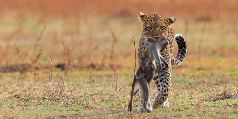 Un leopardo sostiene entre sus fauces una madre babuina que lleva a su cría colgada