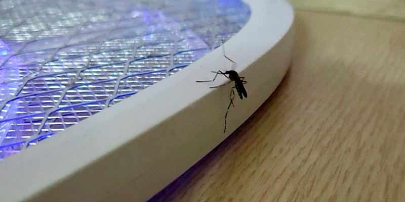 Un mosquito reflexiona sobre su vida y procede a acabar con ella
