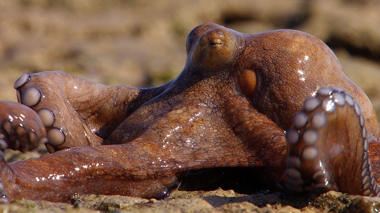 Abdopus aculeatus, el único pulpo capaz de caminar habitualmente en tierra