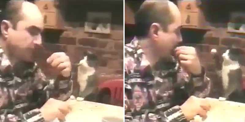 Cuando el gato de este hombre sordo descubrió que era inutil maullar para pedir comida
