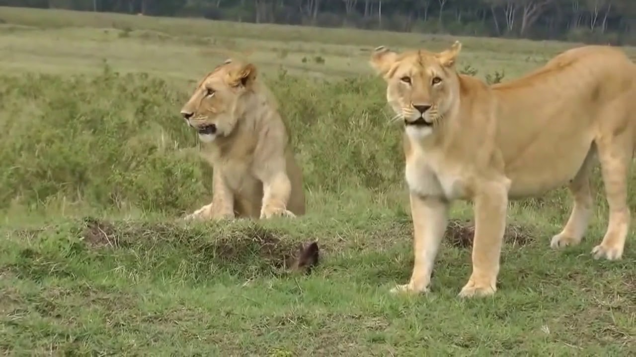 Una mangosta con malas pulgas se enfrenta a los leones