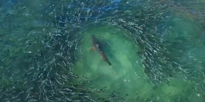 Tiburones nadando entre un gigantesco banco de peces