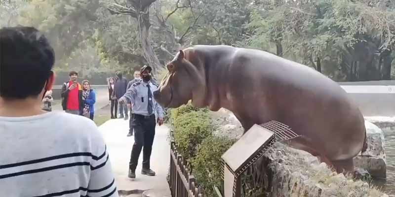Un hipopótamos intenta escaparse de su recinto en el zoológico