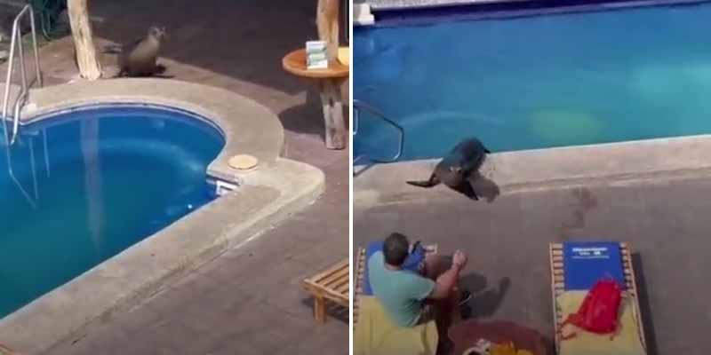 Un león marino le roba la tumbona a un huesped de un hotel