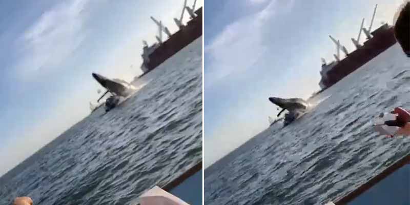 Una ballena salta sobre una embarcación