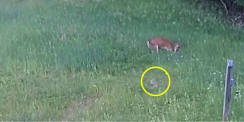 Un ciervo salva a un conejo atacado por un halcón