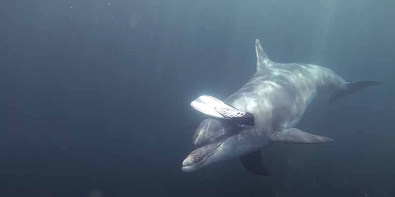 Un delfín analiza la aleta de un buceador y se va para traerle una