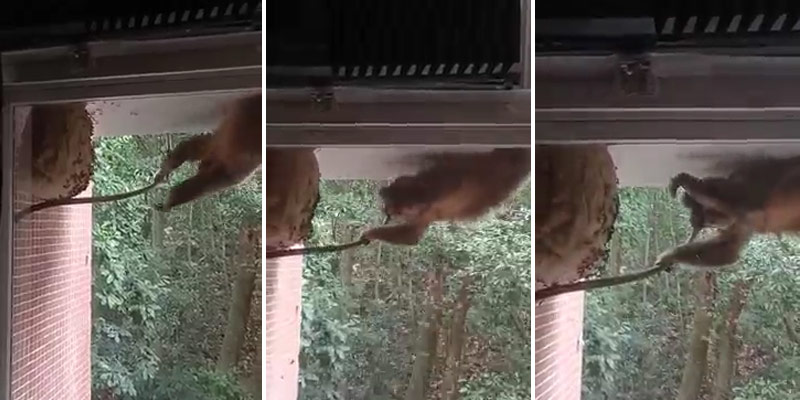 Un mono destroza un nido de avispas para comerse las larvas