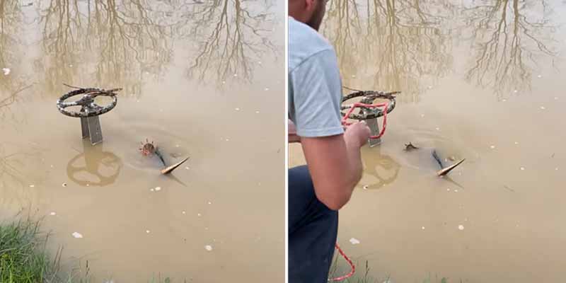 Rescatando a una tortuga atrapada en el desagüe de un estanque