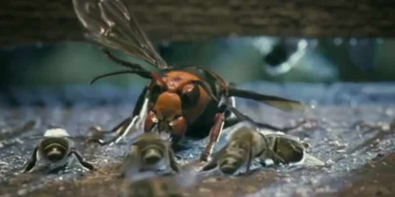 Las abejas se vengan de un avispón que se come a una de ellas
