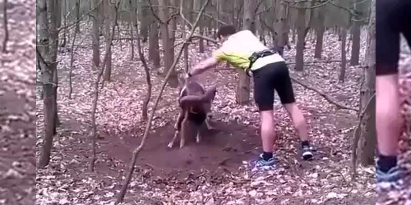 Un ciclista libera a una cabra montesa con la cornamenta enganchada en un árbol