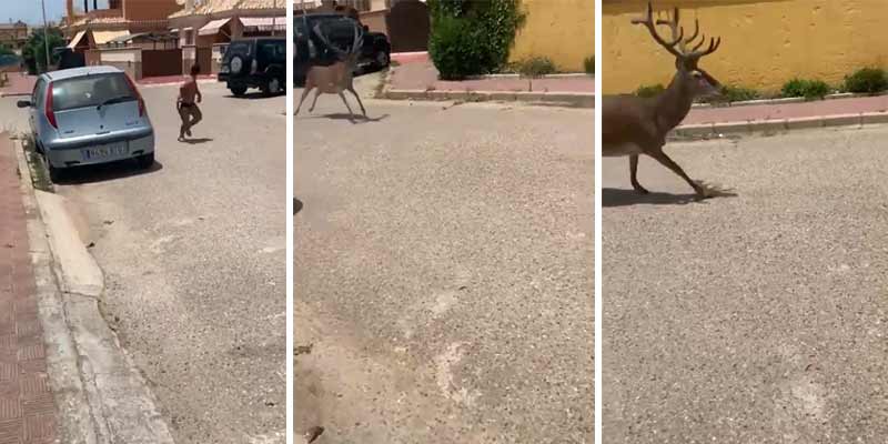 Video de dos ciervos persiguiendo a un niño por las calles de Matalascañas