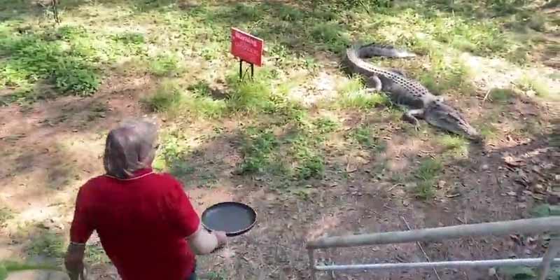 Un australiano se enfrenta a un cocodrilo con una sartén