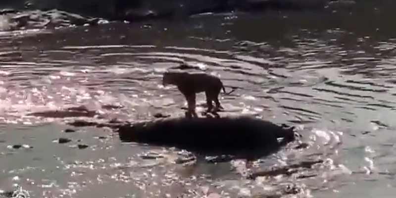 Un león atrapado sobre un hipopótamo ¿cómo escapará de los cocodrilos?