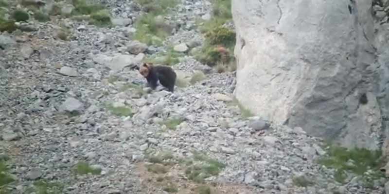 Un macho de oso fallece despeñado en Palencia tras una pelea con una hembra con cría (video completo)