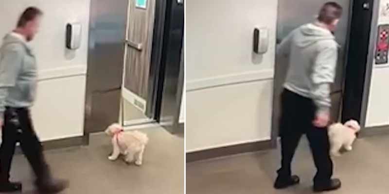 Otro dueño idiota que no está atento al perro en el ascensor