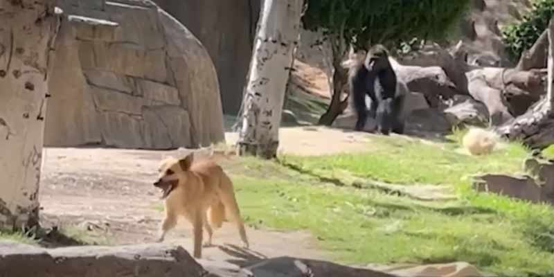 Un perro callejero se cuela en el recinto de los gorilas