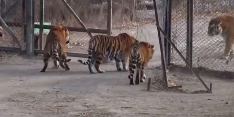 Los tigres se creen los jefes hasta que llega el tigre siberiano