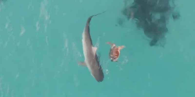 Una tortuga marina sobrevive al ataque de los tiburones