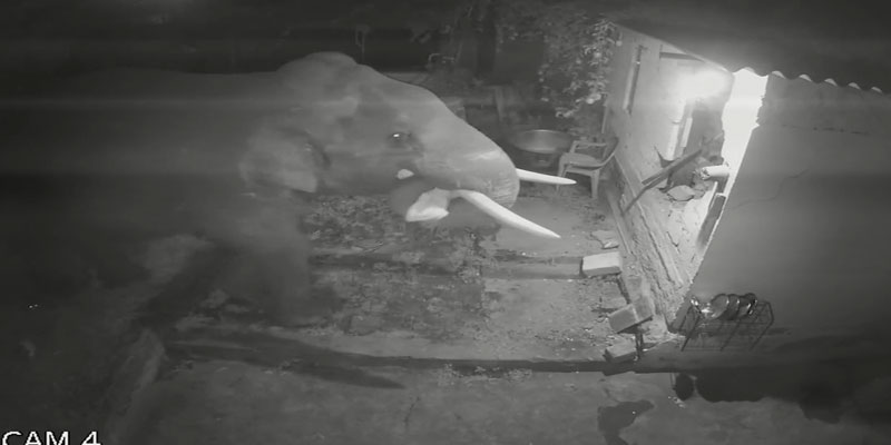 Un elefante hambriento destroza la fachada de una casa