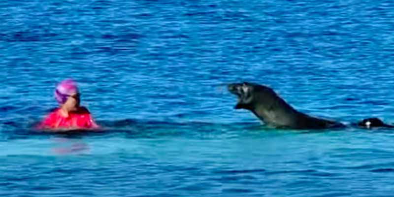 Una nadadora tiene un encontronazo con una agresiva foca