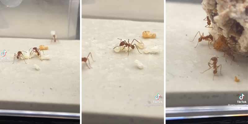 Alucina con el tamaño de una hormiga reina comparada con las normales
