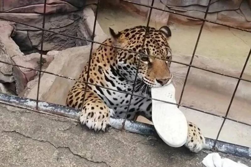 Un niño es mordido por un jaguar en un zoológico de México
