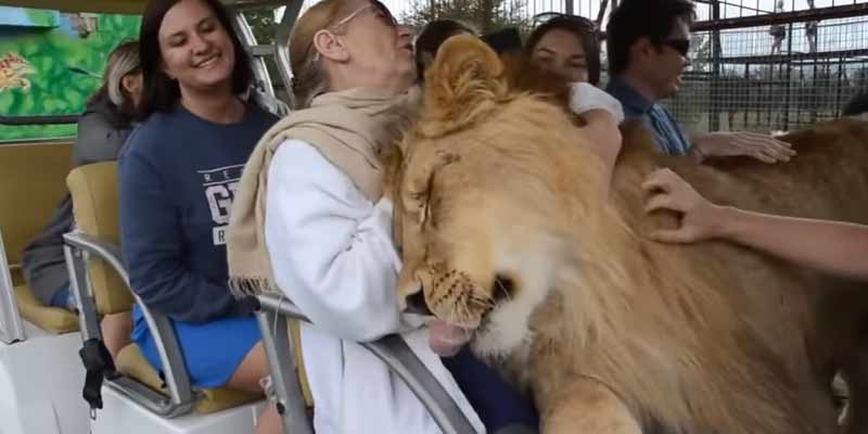 En este parque zoológico puedes interactuar con un león muy cariñoso