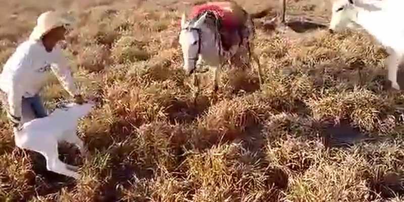 Una mula protege a un ganadero