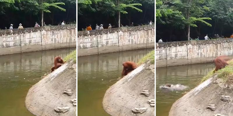 El angustioso momento en que un orangután se cae al agua y está a punto de ahogarse