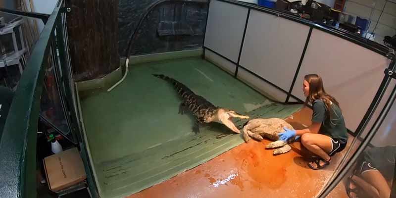 El rollo de la muerte de los cocodrilos y caimanes