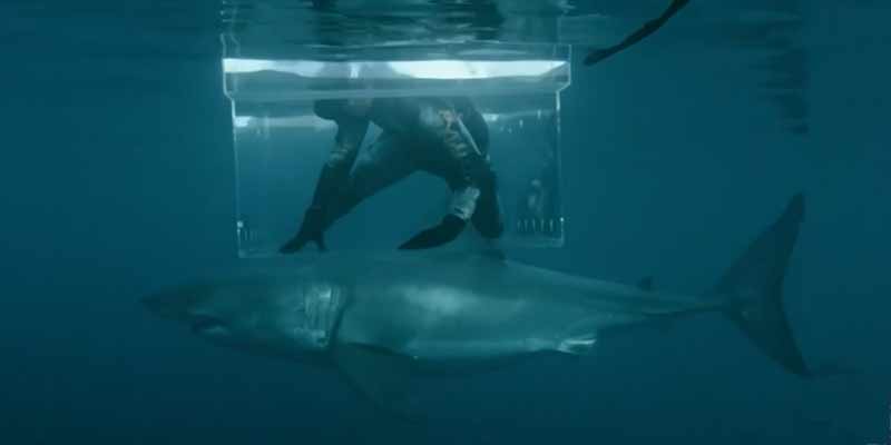 Momento en el que un tiburón blanco embiste a un buzo