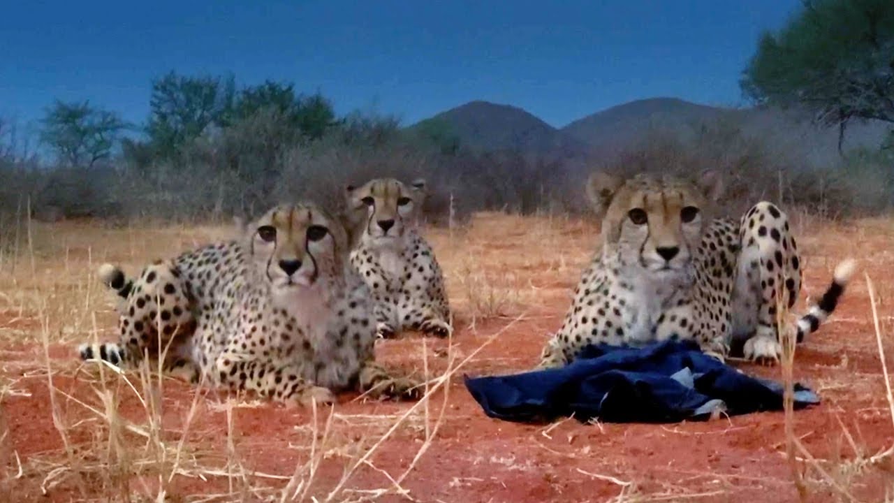 Una familia de guepardos roba la chaqueta del cámara