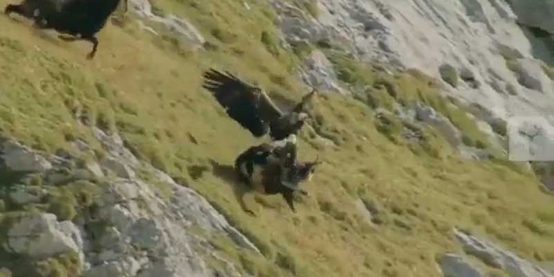 La desesperada huida de una cabra montesa para evitar ser cazada por un águila